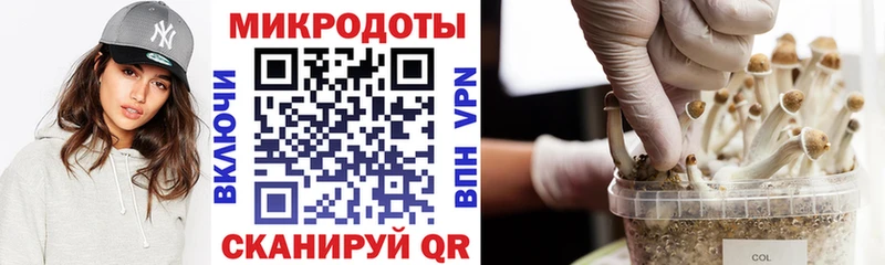 Галлюциногенные грибы Psilocybe  Армавир 
